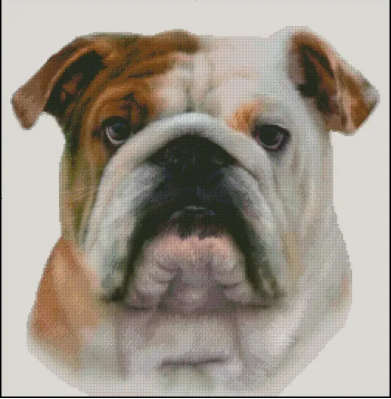 Bulldog (No Background)